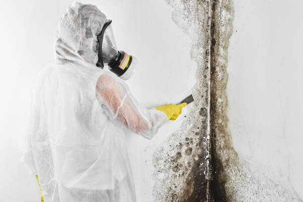 Crawl Space Mold Removal in Mountainside, NJ