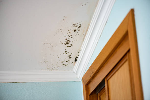 Best Mold Removal Near Me  in Mountainside, NJ