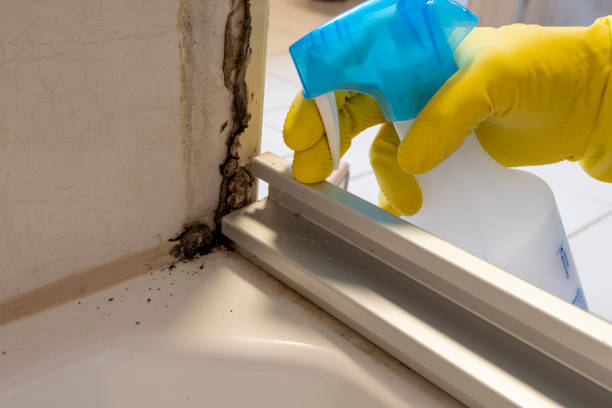 Best Best Mold Removal Companies  in Mountainside, NJ