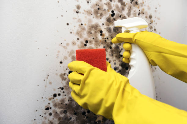 Best Mold Damage Repair  in Mountainside, NJ