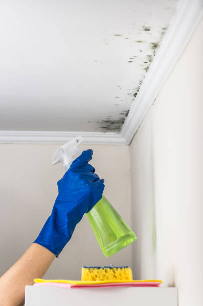 Best Affordable Mold Removal  in Mountainside, NJ